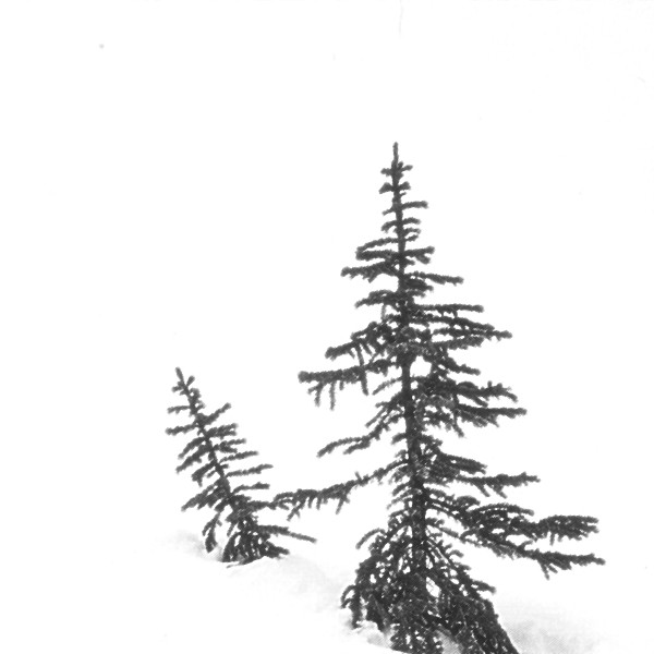 Pine Trees in Snow Black and White by Gina Godfrey