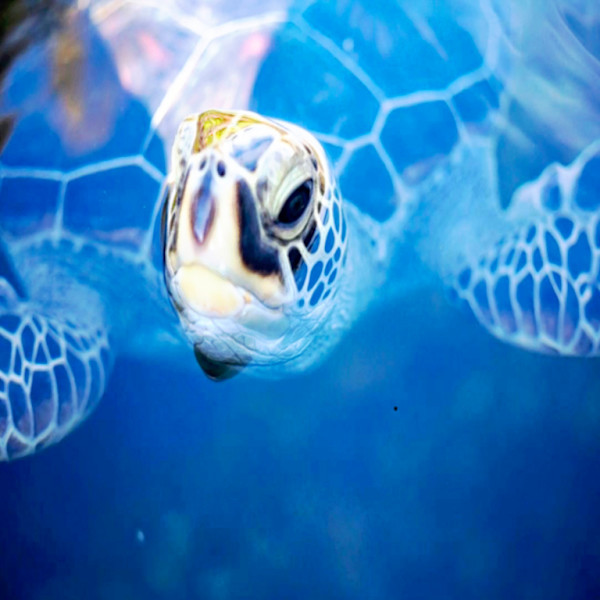 Sea Turtle by Gina Godfrey, Image 1.