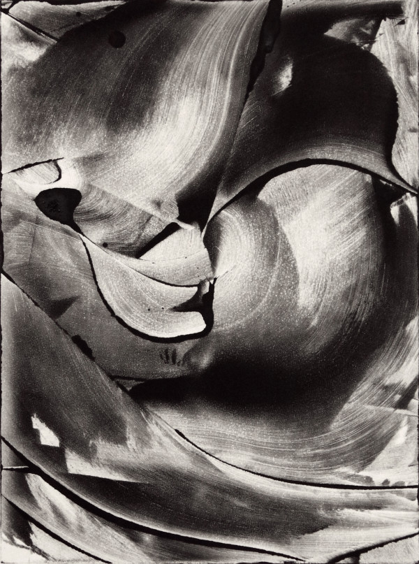 Desert Rose by Patricia Hardmeier