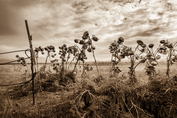 Cornflowers, Image 1.