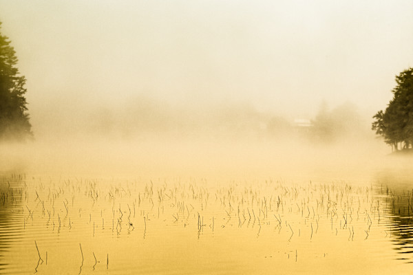 Golden Morning by Ellen Friedlander, Image 1.
