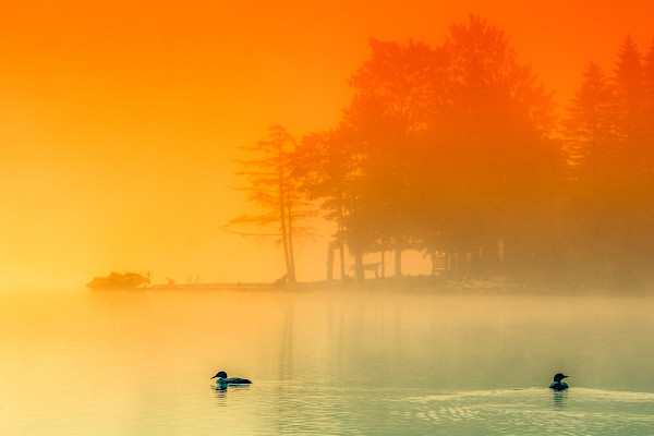 Loons on the Pond by Ellen Friedlander, Image 1.