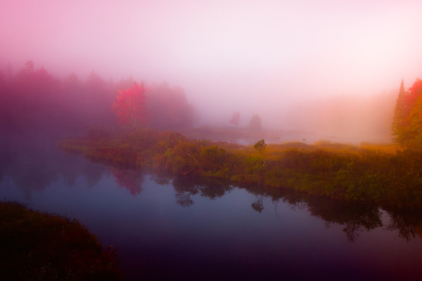 Meditations in Rose by Ellen Friedlander, Image 1.