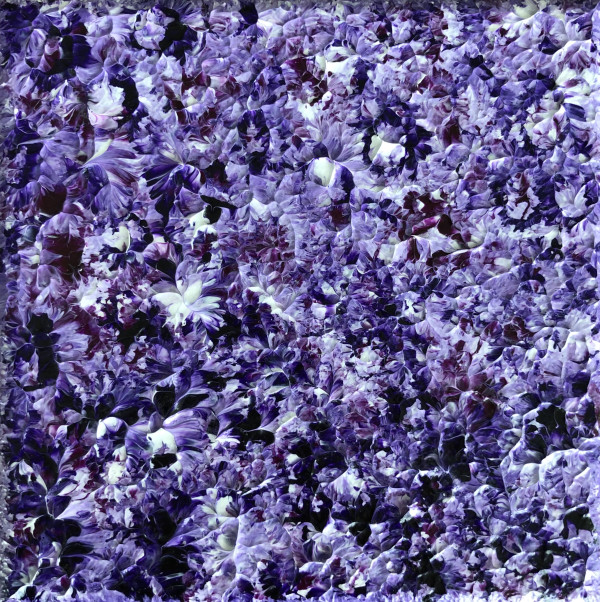 Purple Water Lillies by Jean-Francois Jadin