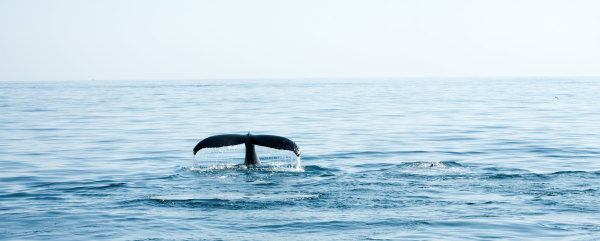 Whale Tale by Daniella Cippitelli