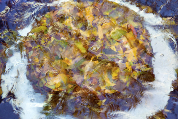 Underwater Leaf Cake by Ross Odom