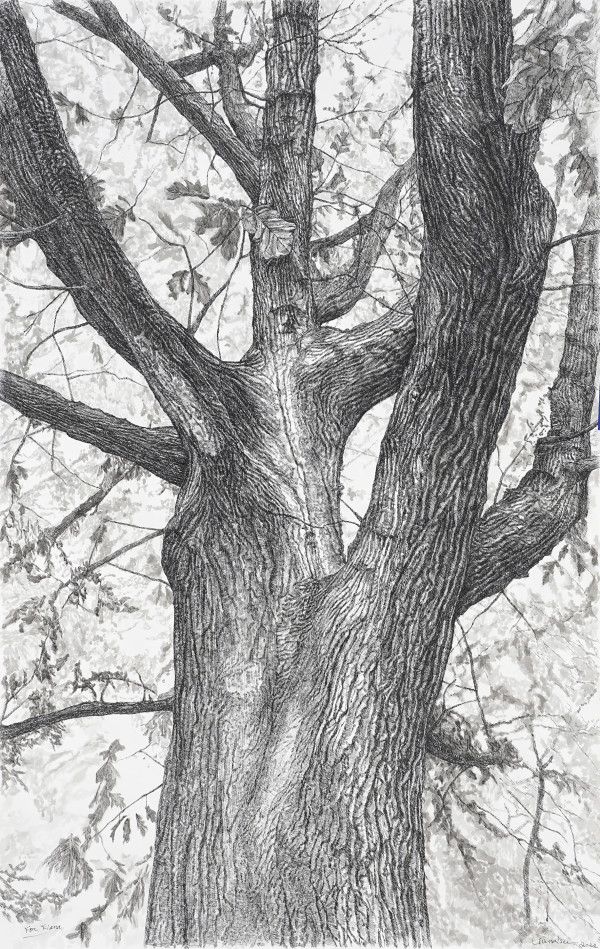 Oak -for Elana (Commission Work) by Chinatsu Seya