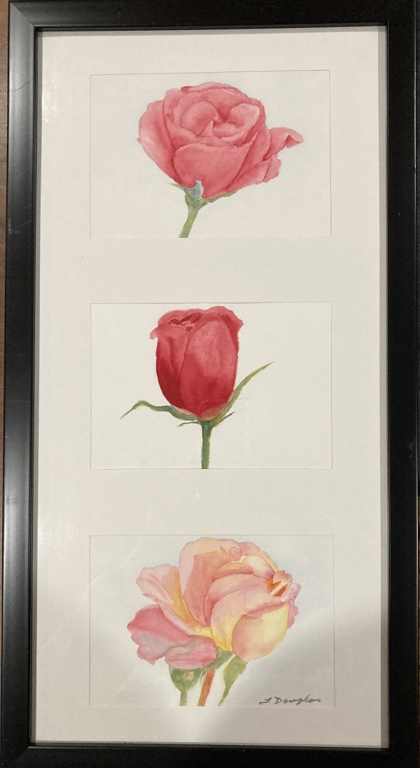 Roses Tryptic.   Another Rose, Rose Bud, A favorite Rose by Louise Douglas