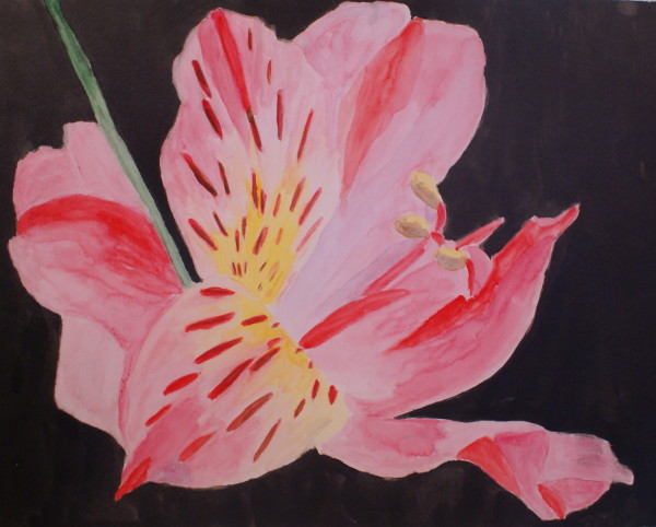 Single Pink Lily 2 by Louise Douglas