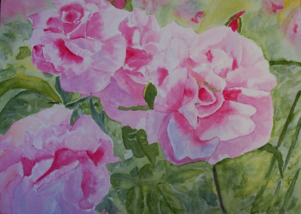 Roses 2 by Louise Douglas