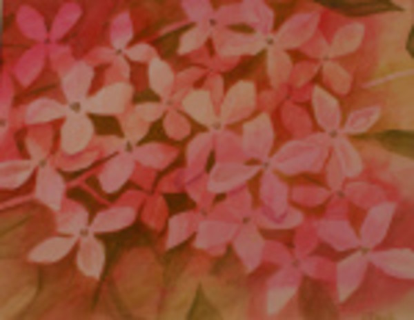Hydrangea - Pink by Louise Douglas