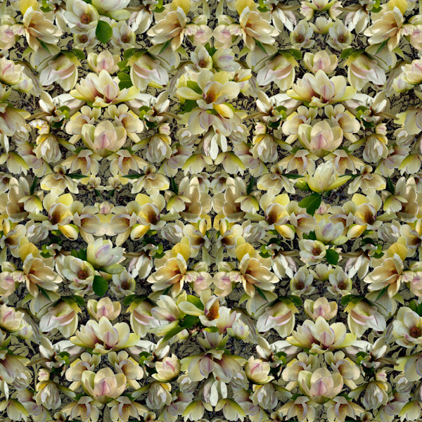 Magnolias Breaking Pattern by LISA  A.  FRANK, Image 3.