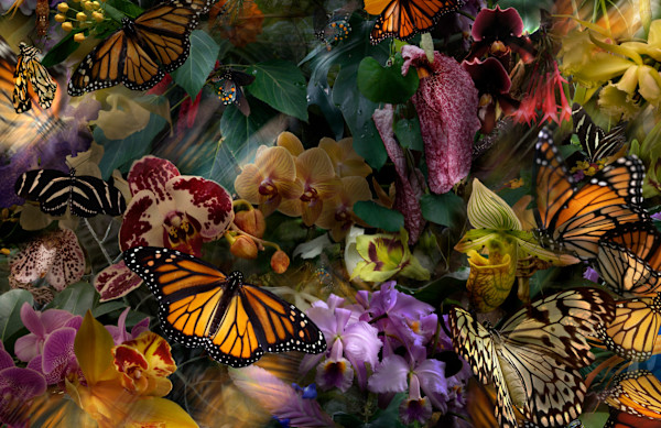 The Stillness of Monarchs by LISA  A.  FRANK, Image 1.