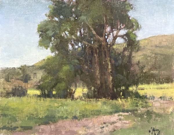 Reprieve From The Sun