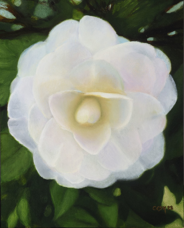 The Perfect Camellia, Descanso Gardens by Carolyn Kleinberger