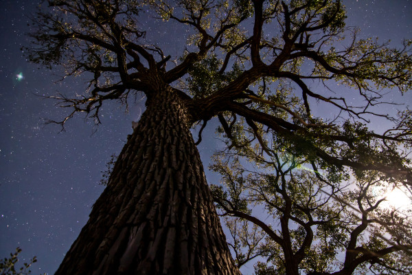 Treescraper by Randy Halverson