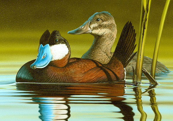 Ruddy Ducks by Adam Oswald