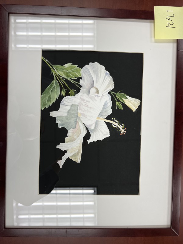 White Hibiscus by Laurie Downey