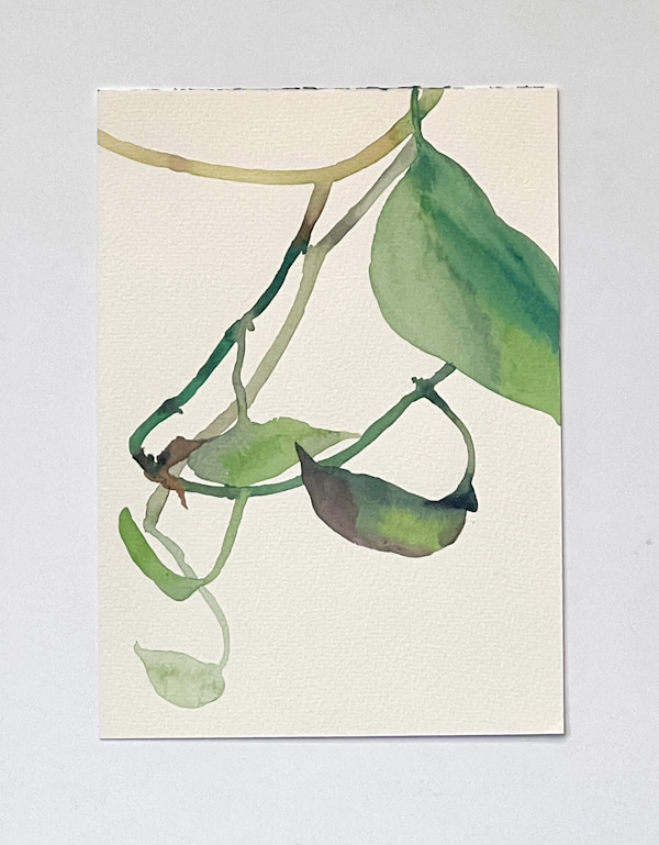 Golden Pothos 8/21 by Karen Kuo