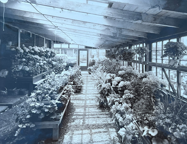 Greenhouse by Max Debenham Zintsmaster