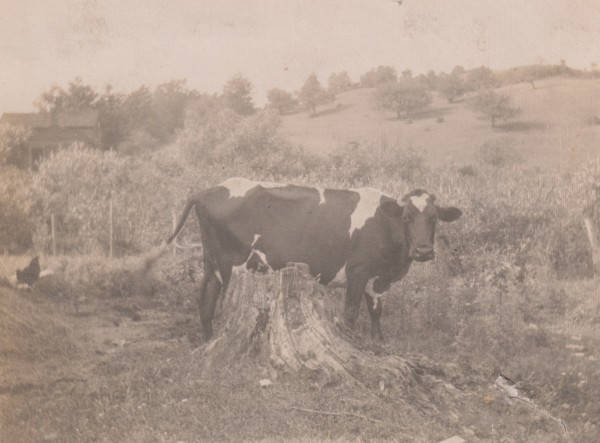 Cow and Tree Stump by Maynard A. Knights