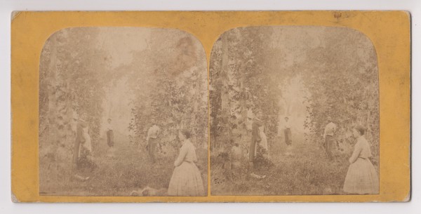 Stereoview by A.S. Avery