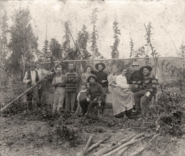 Hops Harvest by Unknown, United States