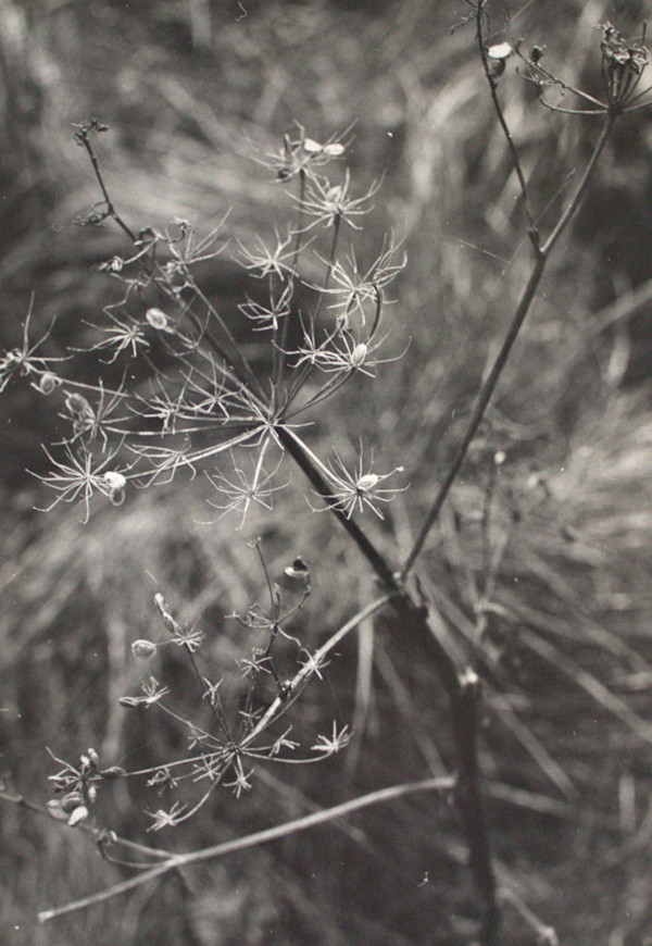 Cow Parsley by Ann Stewart