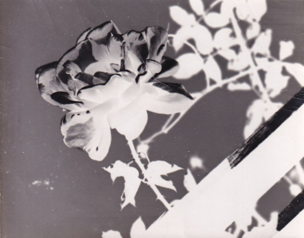 Untitled (Roses) by Mitchel A. Obremski