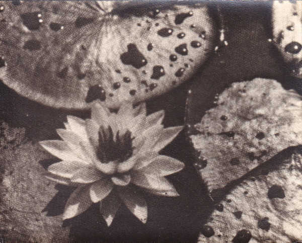 Untitled (Water Lilies) by Mitchel A. Obremski