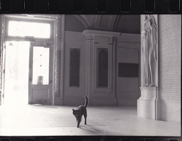 Cat in Lobby by Unknown, United States