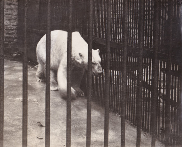 The Prisoner by Mitchel A. Obremski