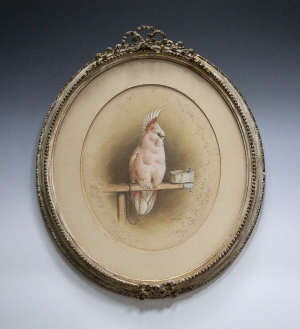 Portrait of a Cockatiel by Harry Bright
