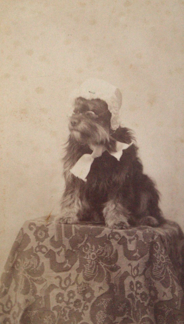 Distinguished Pup by H.S. Keller