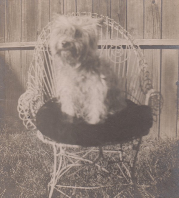 Pup in Chair by Unknown, United States