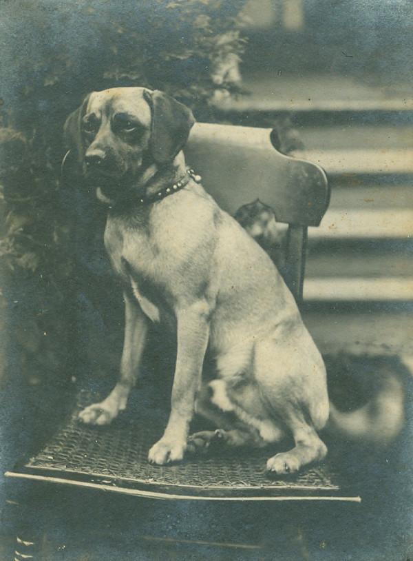 Portrait of a Dog by Unknown, United States