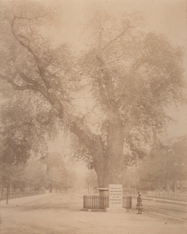 The Washington Elm by Unknown, United States