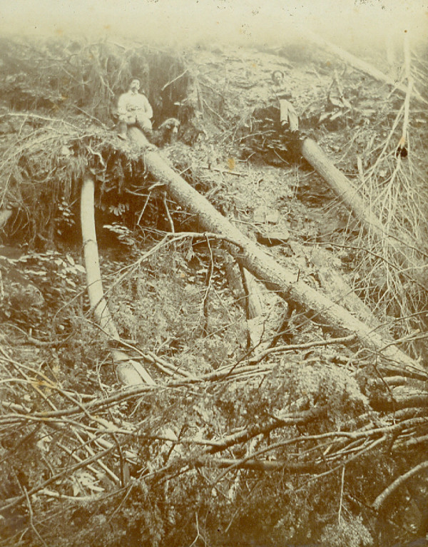 In the Roots by Unknown, United States