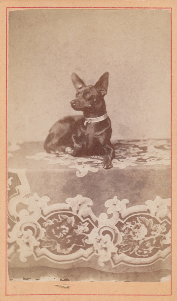 Dog on Table by John E. Larkin