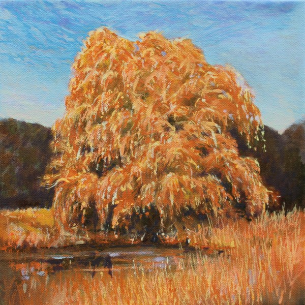 Willow in Golden Sunlight by Douglas H Caves Sr