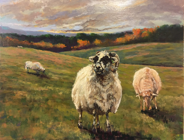 Sheep by Douglas H Caves Sr