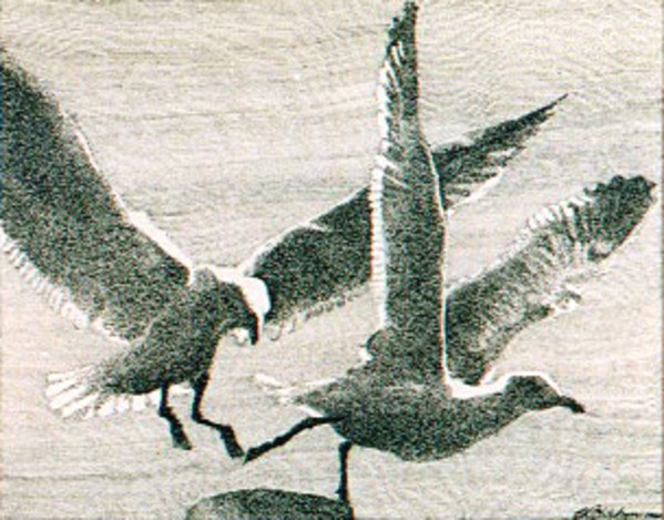 Seagulls 1960 by E R CLIRBORN