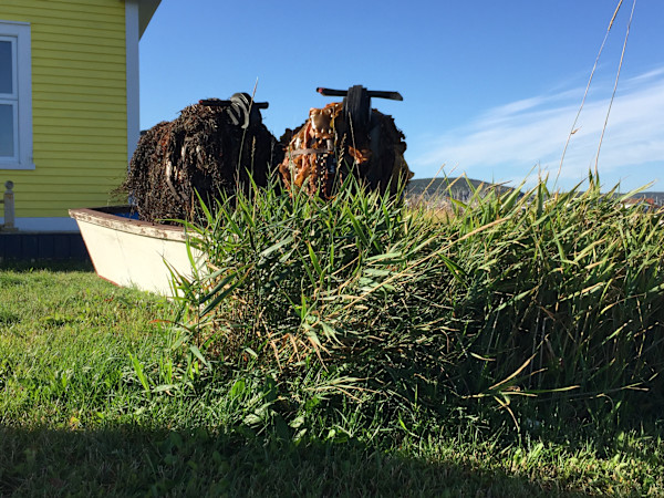 Kelp Sheep by BarbaraHouston ArtStudio, Image 1.