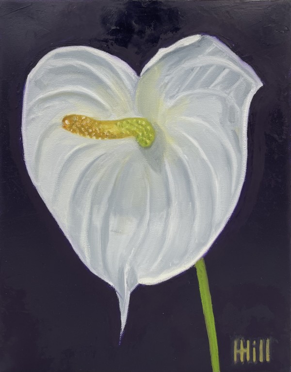 White Anthurium by Harriet Hill