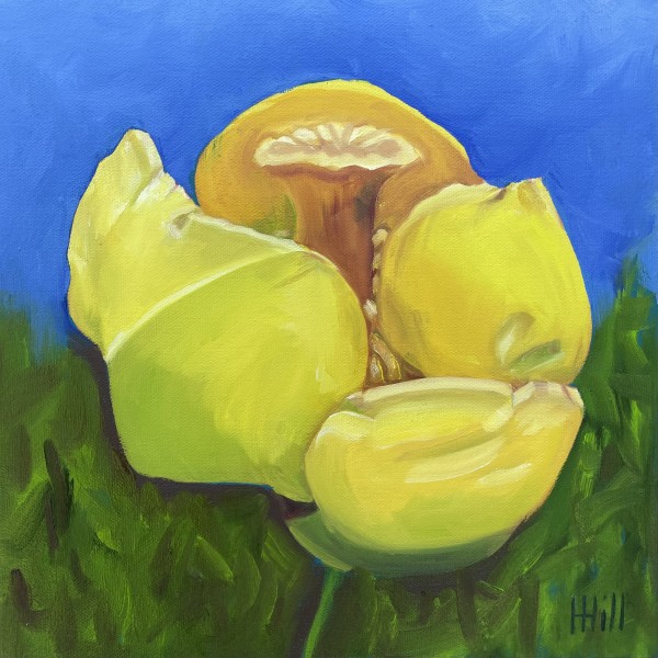Yellow Pond Lily #1 by Harriet Hill