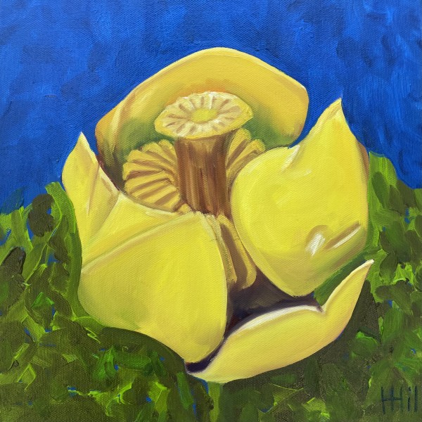 Yellow Pond Lily #4 by Harriet Hill