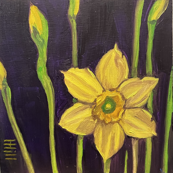 Daffodil by Harriet Hill