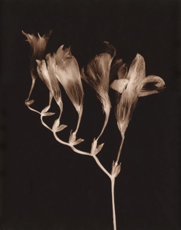 Freesia I by Ron Moultrie Saunders