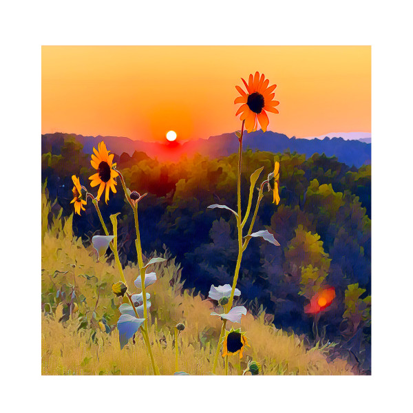 Sunflowers in the Fiery Western Horizon. by Art Burrows