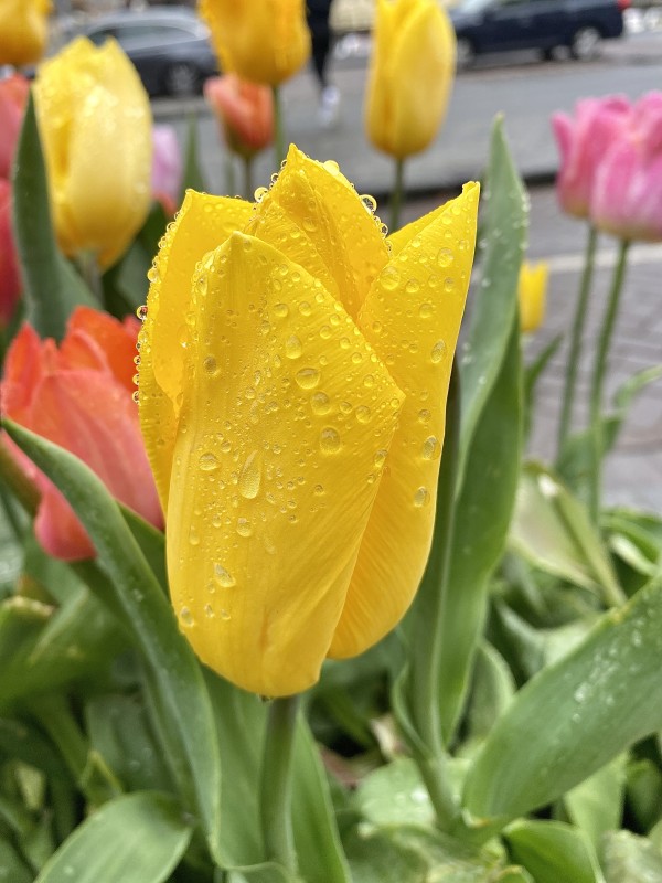 Rainy Dutch Tulip by Herman Daldin